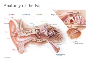 Anatomy of the Ear
